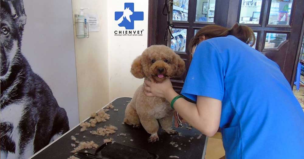 Hà Nội Pet Care- Chiền VET- Phòng khám thú y, thức ăn, mỹ phẩm, phụ kiện thú cưng