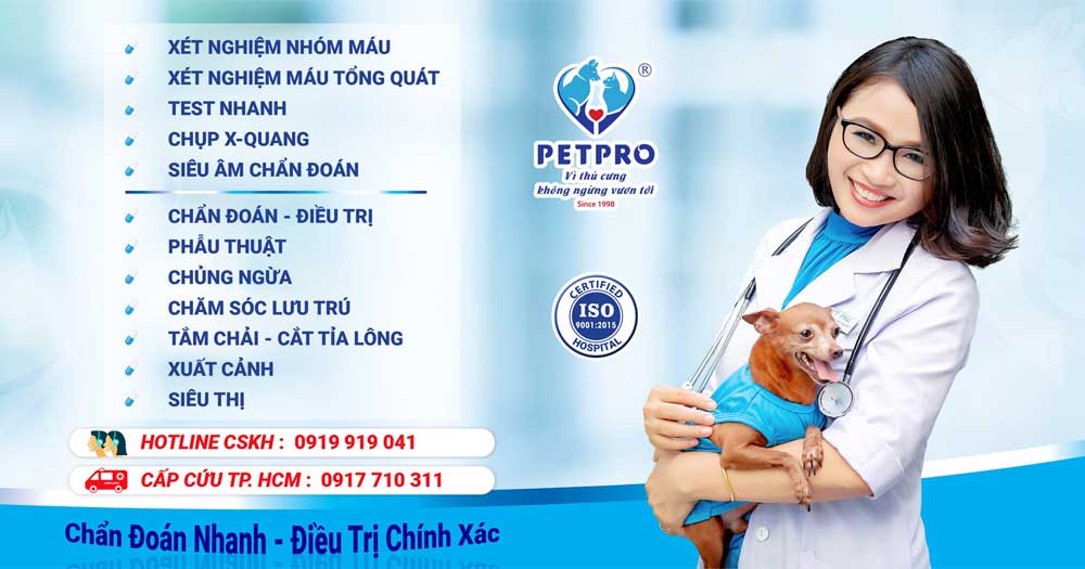 Dịch vụ chăm sóc thú cưng PetPro- Bệnh viện thú y 